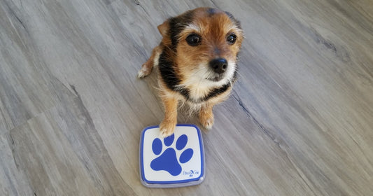 Dog stepping on Paws2Go dog doorbell
