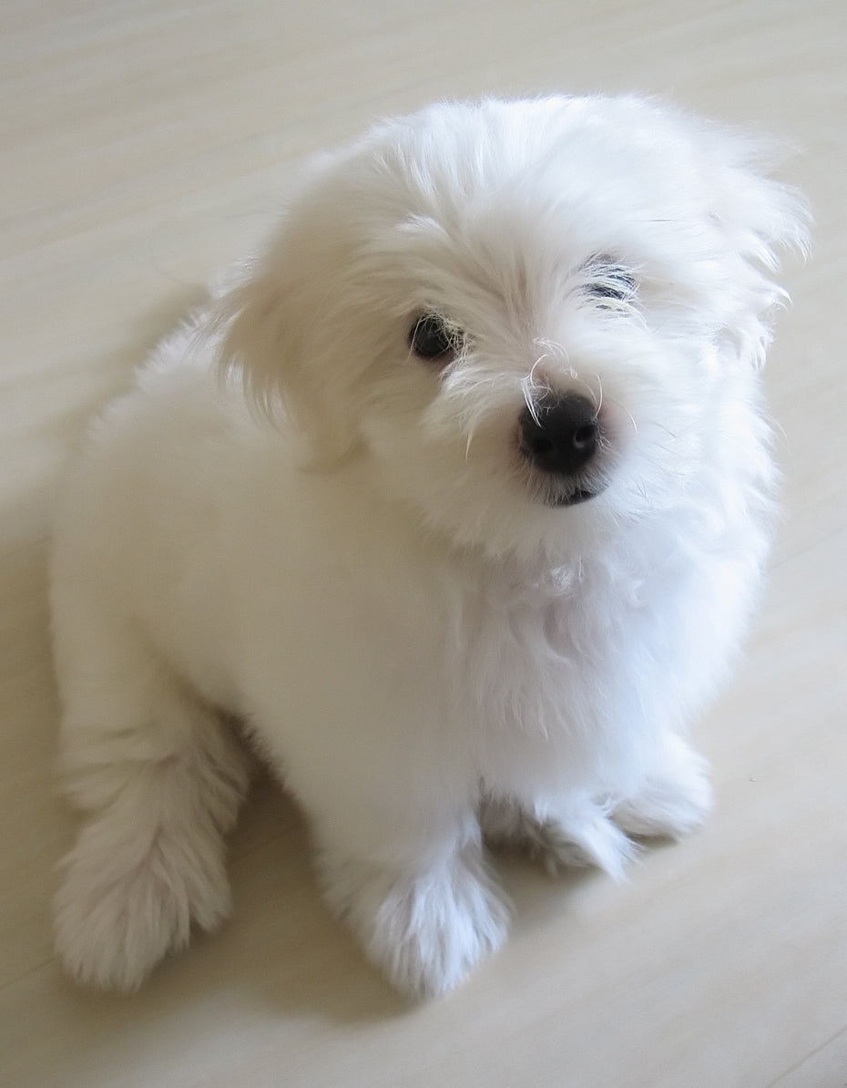 Picture of dog