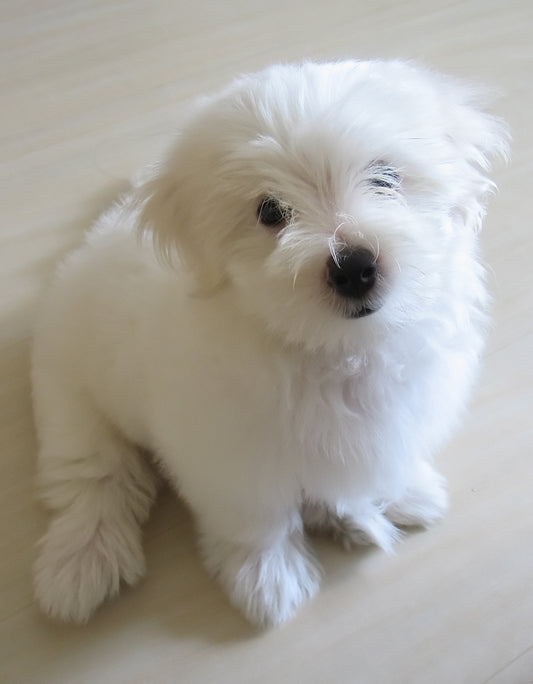 Picture of dog