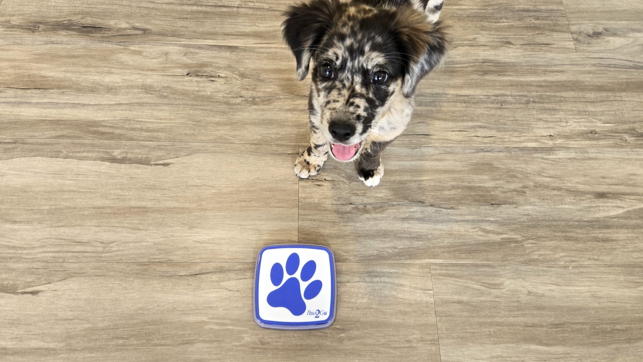 Dog using Paws2Go dog doorbell for potty training dogs