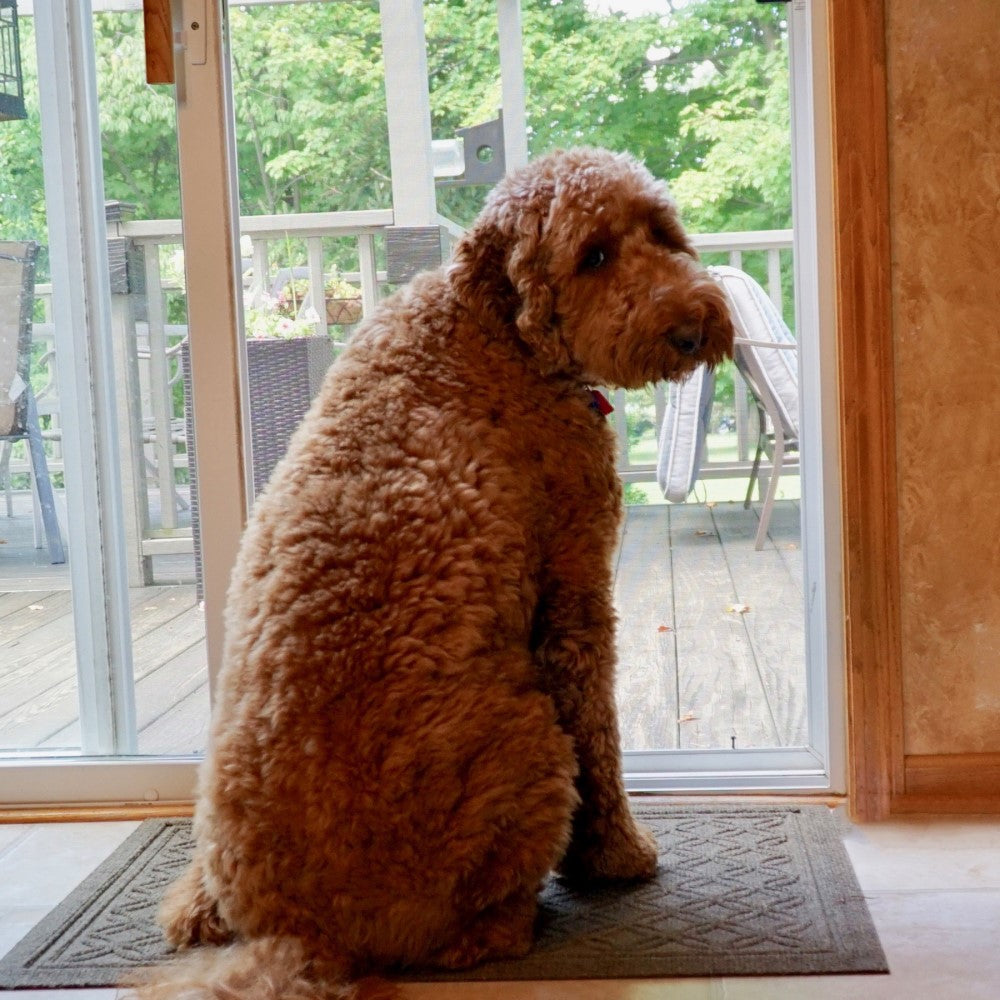 Dog looking for owner because it needs to go potty outside