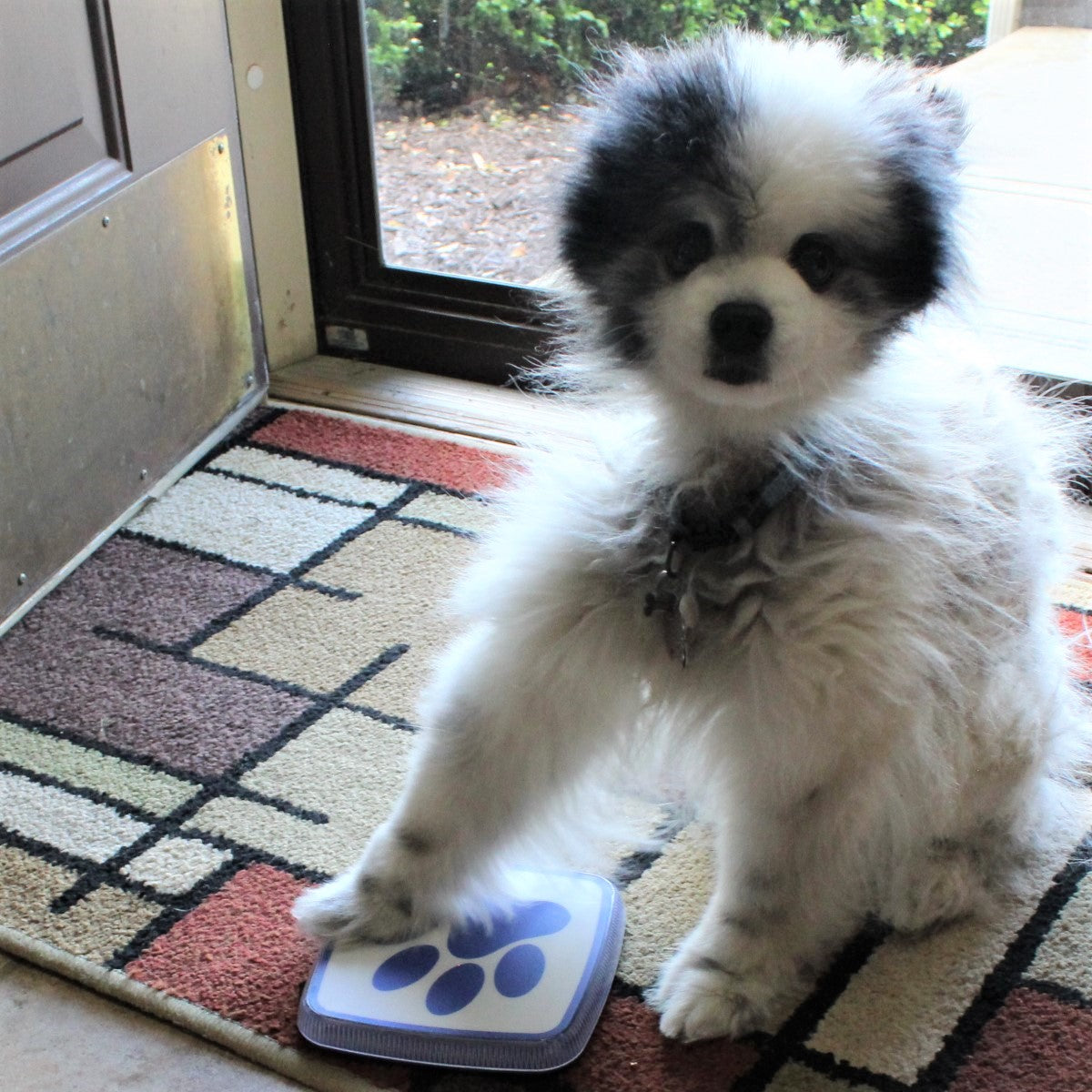 Eros touching the Paws2Go dog doorbell