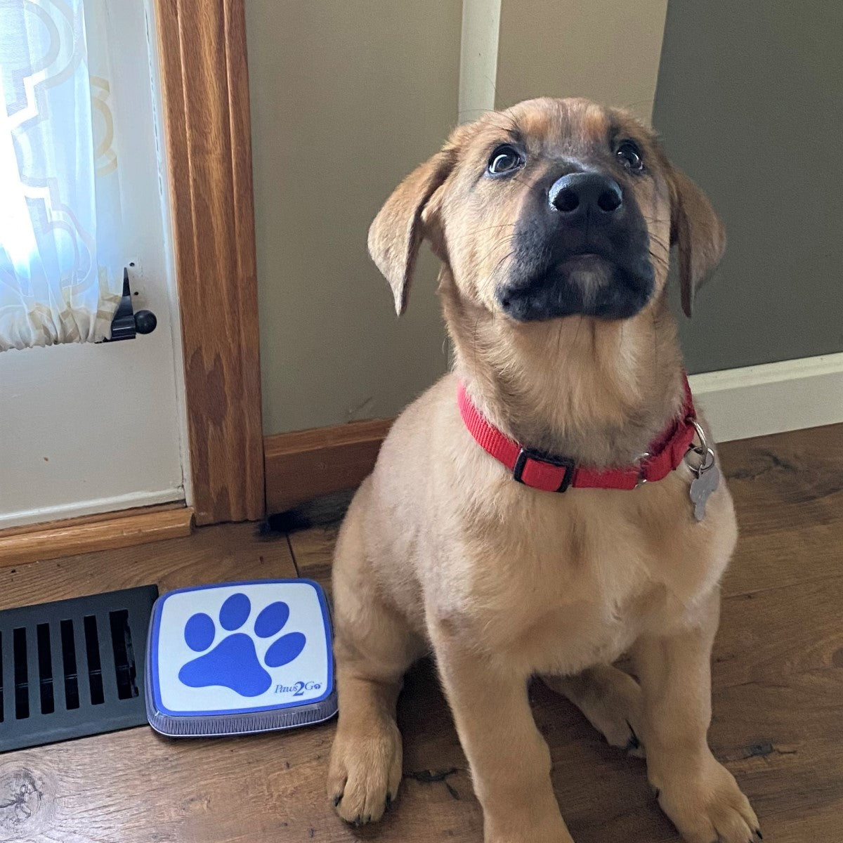 Hank the dog sitting next to the Paws2Go dog doorbell