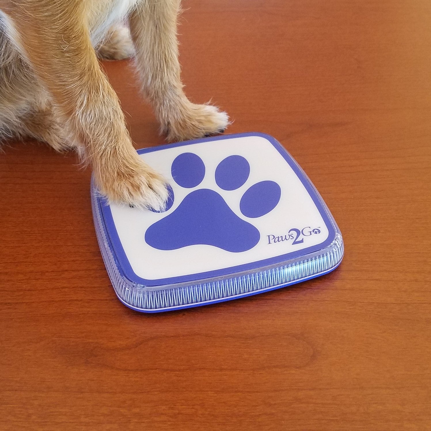 Reese touching the Paws2Go dog doorbell so she can go potty outside