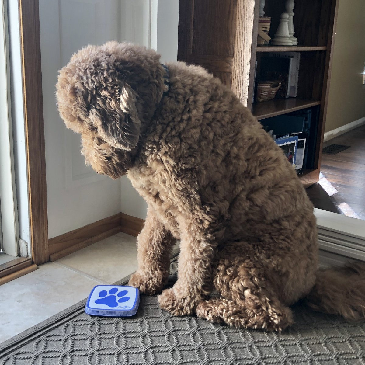 Large dog ready to touch the Paws2Go potty bell