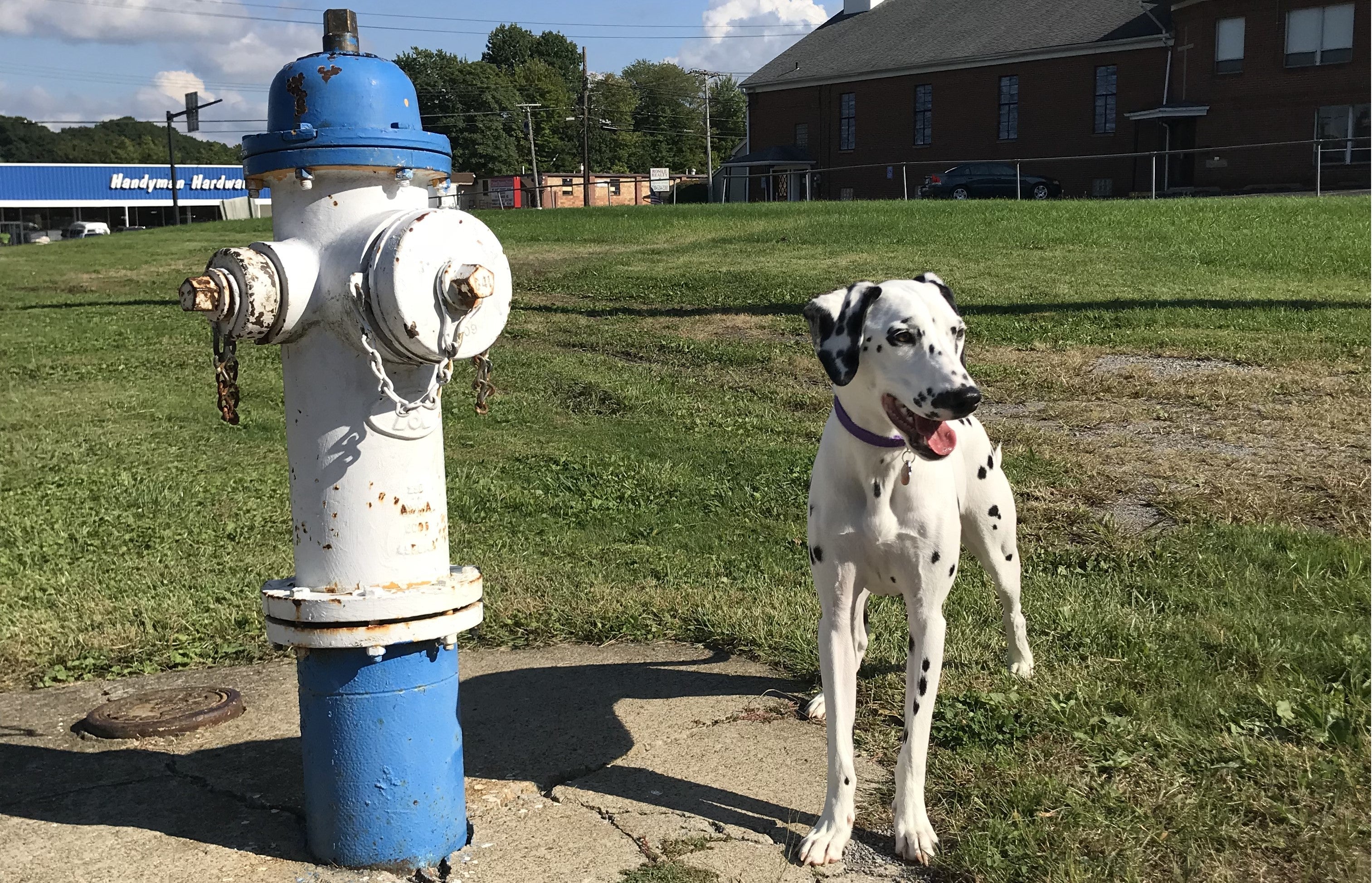 Dalmatian puppy is happy she got to go potty outside using the Paws2Go doggy doorbell
