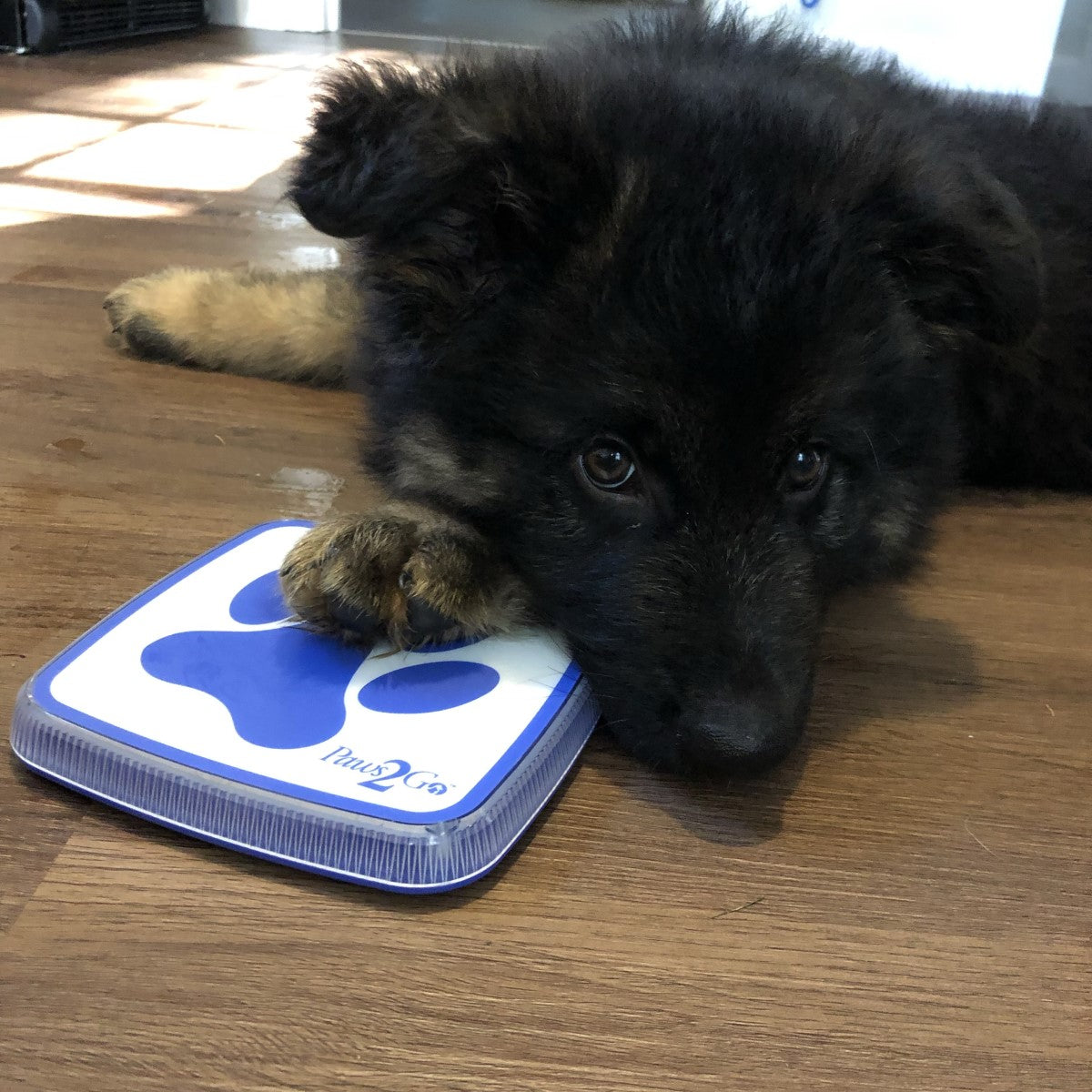Dog laying next to Paws2Go wireless dog doorbell