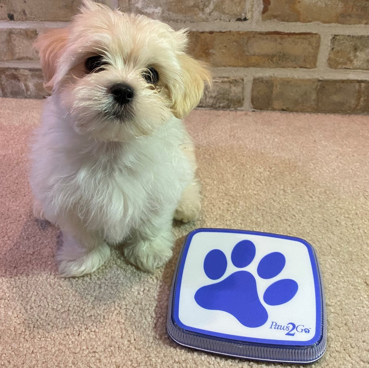Dog sitting next to Paws2Go doggie doorbell used for housetraining
