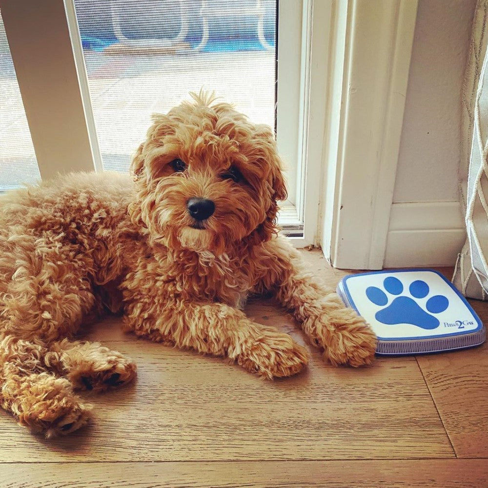 Kenobi sitting by the Paws2Go dog doorbell waiting to go potty outside