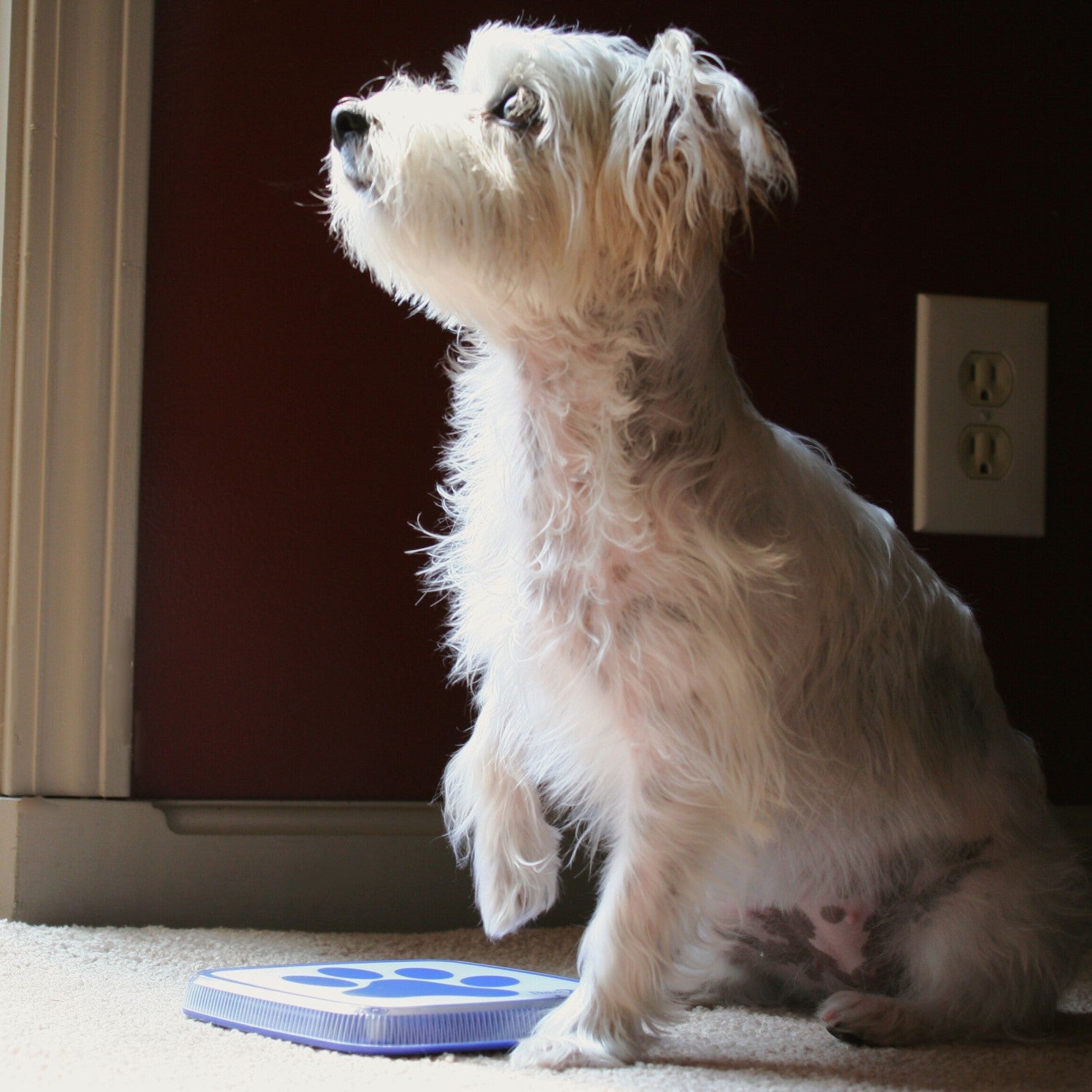 Dog getting ready to touch the Paws2Go device to let their owner know they need to go potty